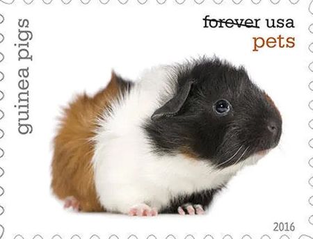 100 Guinea Pig Forever Stamps Stamps For Mailing or Gifting